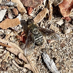 Chrysanthrax vanus