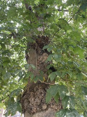 Aesculus hippocastanum