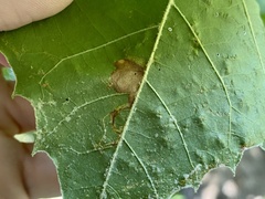 Ectoedemia clemensella