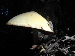 Volvariella bombycina flaviceps