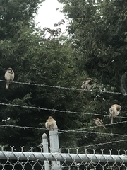 Passer domesticus