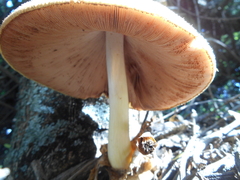 Volvariella bombycina flaviceps