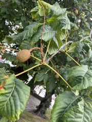 Aesculus hippocastanum