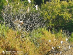 Egretta garzetta