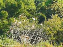 Egretta garzetta
