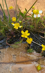 Ranunculus flammula ovalis