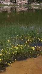 Ranunculus flammula ovalis