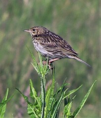 Anthus correndera