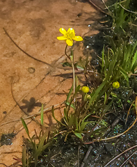 Ranunculus flammula ovalis