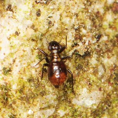 Bertkauia crosbyana