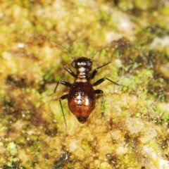 Bertkauia crosbyana
