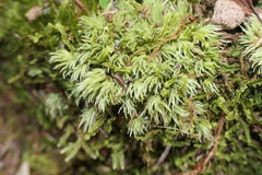 Leucobryum juniperoideum