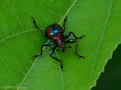 Pilolabus viridans