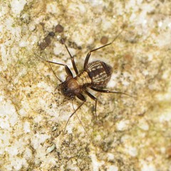 Bertkauia crosbyana