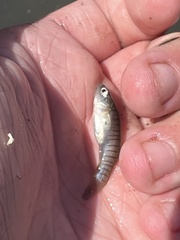 Fundulus heteroclitus