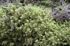 Breutelia azorica