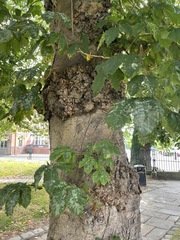 Aesculus hippocastanum