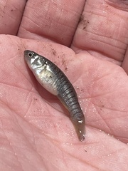 Fundulus heteroclitus