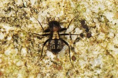 Bertkauia crosbyana