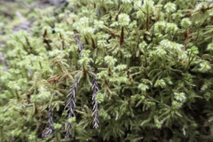 Breutelia azorica