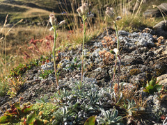 Antennaria carpatica