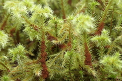 Breutelia azorica