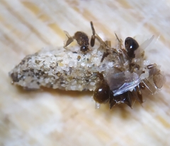 Dahlica triquetrella