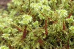 Breutelia azorica