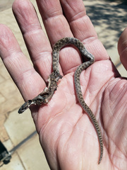 Hypsiglena ochrorhynchus klauberi