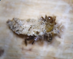 Dahlica triquetrella