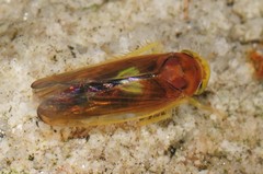 Colladonus setaceus