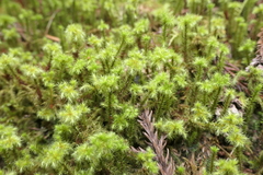Breutelia azorica