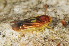Colladonus setaceus