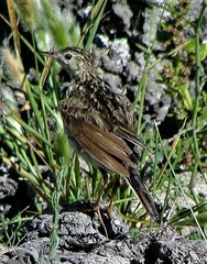 Anthus correndera