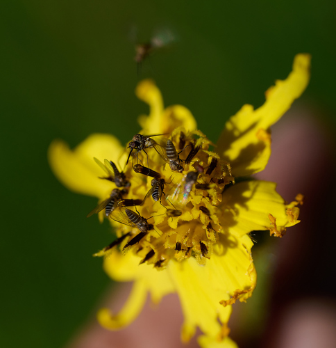 iNaturalist observation photo of Apolysis
