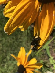 Bombus auricomus