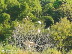 Egretta garzetta