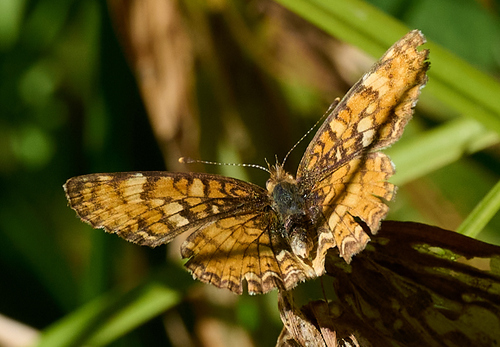 iNaturalist observation photo of Field Crescent