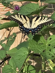 Papilio glaucus