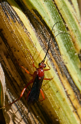 iNaturalist observation photo of Ichneumonid Wasps