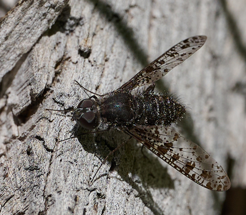 iNaturalist observation photo of Charcoal Bee Flies