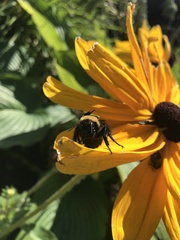 Bombus auricomus