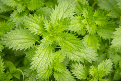 Urtica urens