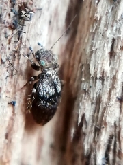 Pteroxanium kelloggi