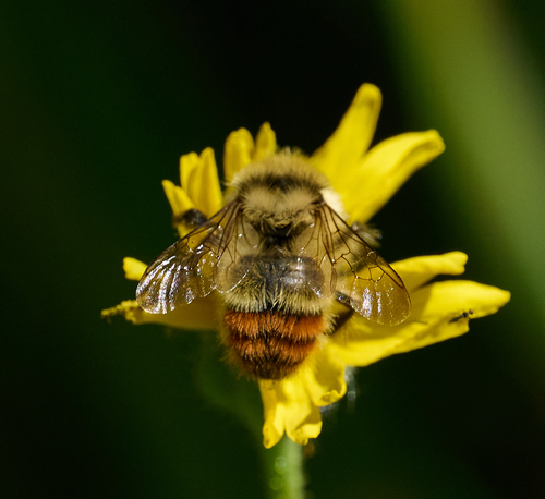 iNaturalist observation photo of Pyrobombus