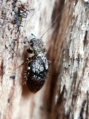 Pteroxanium kelloggi