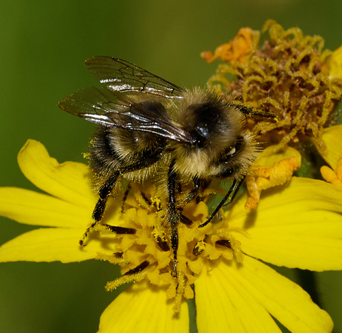 iNaturalist observation photo of Pyrobombus
