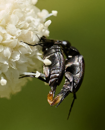 iNaturalist observation photo of Mordellinae