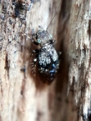 Pteroxanium kelloggi