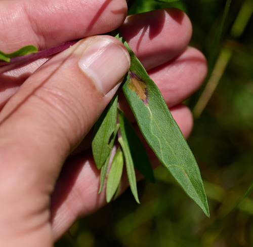 iNaturalist observation photo of Winged and Once-winged Insects